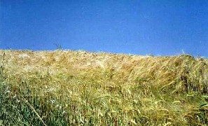  grano, foto Vera L�cia de Oliveira, 1991 
